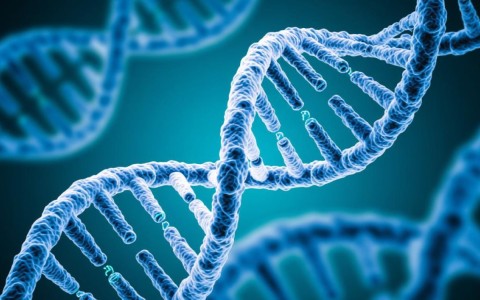 mRNA模板合成的CDNA-A酶究竟是什么类型的酶？